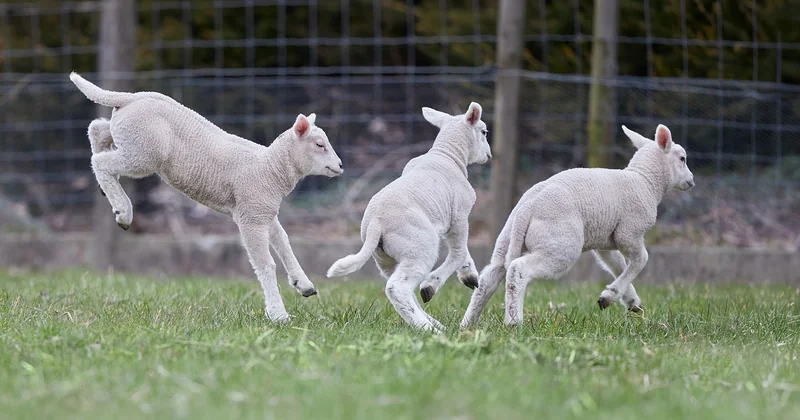 Activités sensorielles pour bébé de 8 à 9 mois : place au mouvement