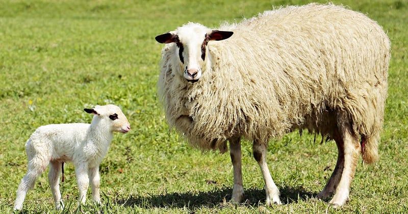 Prendre soin du cordon ombilical de mon nouveau-né : les gestes essentiels
